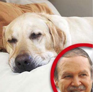 tunisie_baya_insolite_abdelaziz-bouteflika-et-son-chien-une-longue-histoire-damour2