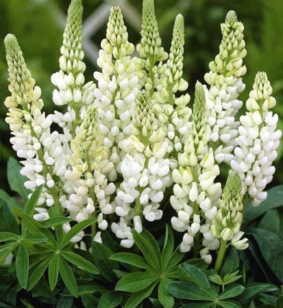 Lupin Blanc